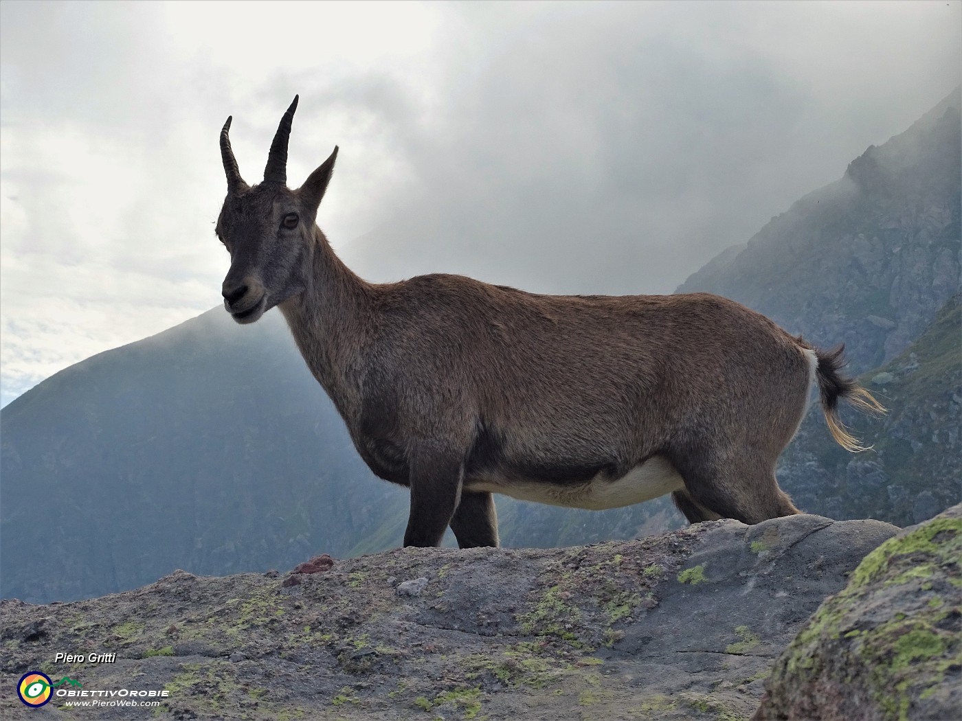 86 Stambecco femmina al Passo di Mezzeno ( 2144 m).JPG